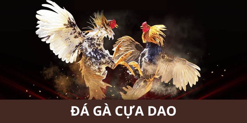 Đá gà cựa dao tại S666